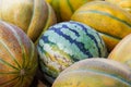 Many yellow melons and one watermelon Royalty Free Stock Photo