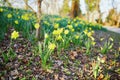 Many yellow narcissi in the grass Royalty Free Stock Photo