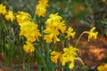 Many yellow narcissi in the grass Royalty Free Stock Photo