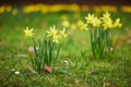 Many yellow narcissi in the grass on a spring day Royalty Free Stock Photo