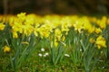 Many yellow narcissi in the grass on a spring day Royalty Free Stock Photo