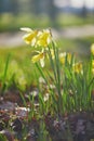 Many yellow narcissi in the grass on a spring day Royalty Free Stock Photo