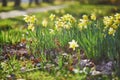 Many yellow narcissi in the grass on a spring day Royalty Free Stock Photo