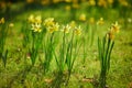 Many yellow narcissi in the grass on a spring day Royalty Free Stock Photo