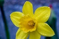 Many yellow narcissus flowers on grey background with water droplets on petals. Close up Royalty Free Stock Photo