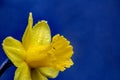 Many yellow narcissus flowers on grey background with water droplets on petals. Close up Royalty Free Stock Photo