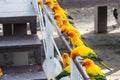 Many yellow and orange parrot in a big cage.Thailand. Royalty Free Stock Photo