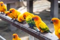 Many yellow and orange parrot in a big cage.Thailand. Royalty Free Stock Photo