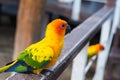 Many yellow and orange parrot in a big cage.Thailand. Royalty Free Stock Photo