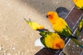 Many yellow and orange parrot in a big cage.Thailand. Royalty Free Stock Photo