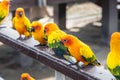 Many yellow and orange parrot in a big cage.Thailand. Royalty Free Stock Photo