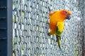 Many yellow and orange parrot in a big cage.Thailand. Royalty Free Stock Photo