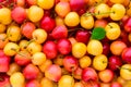 Many yellow and pink cherries - background