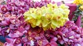 Many yellow and pink orchids flowering
