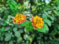 Many yellow, red, and pink lantana camara flowers in a botanical garden. Royalty Free Stock Photo