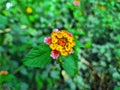 Many yellow, red, and pink lantana camara flowers in a botanical garden. Royalty Free Stock Photo