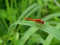 Many yellow round pattern on red dragonfly on leaf