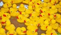 Many Yellow Rubber Ducks Floating in Water
