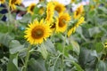 Many yellow sunflower in a sunflower field