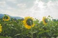 Backside Sunflowers bloom in the garden blue sky and clouds backgrounnd Royalty Free Stock Photo