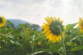 Backside Sunflowers bloom in the garden blue sky and clouds backgrounnd Royalty Free Stock Photo