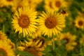 Many yellow sunflowers stand in one field of sunflowers