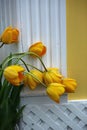 Yellow tulips, leaning on wall