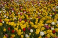 Many yellow, white, red and pink tulips in a sunny garden in the spring close Royalty Free Stock Photo