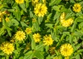 Many yellow Zinnia elegans or common zinnia flowers view from above