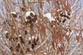 Many young black alder catkins in the snow - Alnus glutinosa Royalty Free Stock Photo