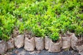 Many young bush plants in packets