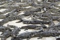 Many young crocodiles lies