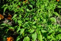 Many young fresh organic chilli peppers in a plant with green leaves in direct sunlight, in an urban garden, in a sunny summer day Royalty Free Stock Photo