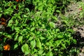 Many young fresh organic chilli peppers in a plant with green leaves in direct sunlight, in an urban garden, in a sunny summer day Royalty Free Stock Photo