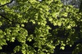 Many young green maple leaves in the spring Royalty Free Stock Photo