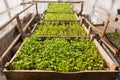 Many young green shoots of celery seedlings in wooden boxes, greenhouse cultivation