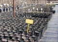 Many young seedlings of plants in black pots in a nursery garden. Blank plate