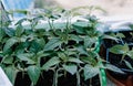 many young shoots of Bulgarian pepper seedlings on the windowsill Royalty Free Stock Photo