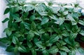 many young shoots of Bulgarian pepper seedlings on the windowsill Royalty Free Stock Photo