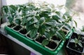 many young shoots of Bulgarian pepper seedlings on the windowsill Royalty Free Stock Photo