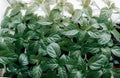 many young shoots of Bulgarian pepper seedlings on the windowsill Royalty Free Stock Photo