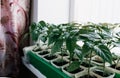 many young shoots of Bulgarian pepper seedlings on the windowsill Royalty Free Stock Photo