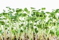 Many young sprouts of radish grow in the ground, side view. Microgreens. Macro. Isolated on white background