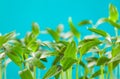 Many young sprouts of tomato Royalty Free Stock Photo