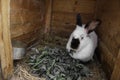 Many young sweet bunnies in a shed. A group of small colorful rabbits family feed on barn yard. Easter symbol Royalty Free Stock Photo