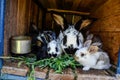 Many young sweet bunnies in a shed. A group of small colorful rabbits family feed on barn yard. Easter symbol Royalty Free Stock Photo