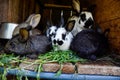 Many young sweet bunnies in a shed. A group of small colorful rabbits family feed on barn yard. Easter symbol Royalty Free Stock Photo