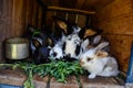 Many young sweet bunnies in a shed. A group of small colorful rabbits family feed on barn yard. Easter symbol Royalty Free Stock Photo