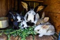 Many young sweet bunnies in a shed. A group of small colorful rabbits family feed on barn yard. Easter symbol Royalty Free Stock Photo