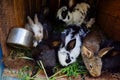 Many young sweet bunnies in a shed. A group of small colorful rabbits family feed on barn yard. Easter symbol